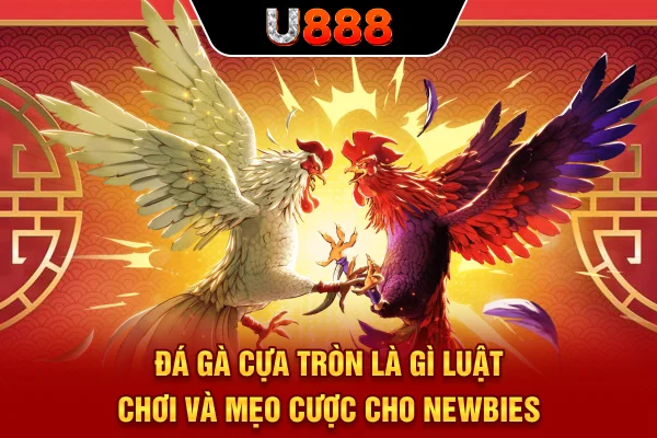 Đá Gà Cựa Tròn Là Gì? Luật Chơi Và Mẹo Cược Cho Newbies