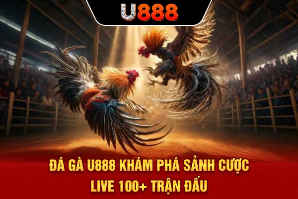 Đá Gà U888 | Khám Phá Sảnh Cược Live 100+ Trận Đấu